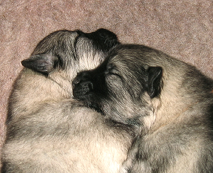 Bonny & Donatus
